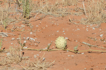 A Gemsbok cucumber (Acanthosicyos naudinianus), a valuable source of food for humans and wild...