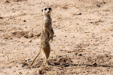 Fototapeta premium Meerkat (Suricate) in the Kalahari Desert, ever alert for dangers.