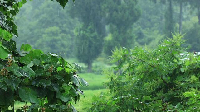 森に降る雨　草木を潤す　環境　風景　イメージ