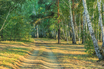 Dirt road in a beautiful forest