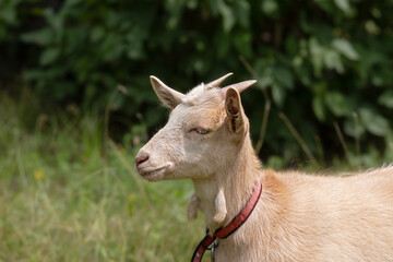 Little funny goat baby running in summer. Farm animals.