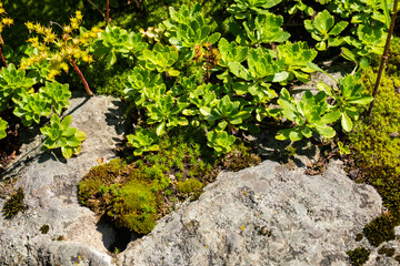 Green stonecrop and moss growing on rocky surface. Natural light, outdoor setting.