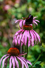 Butterfly standing on Echinacea ready to fly