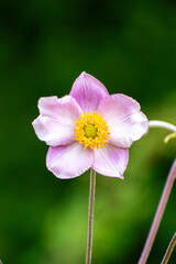  Small pink flower standing on its own