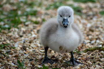 Small grey baby swan (cygnet) looking directly at the camera