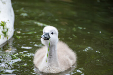 Small grey baby swan (cygnet) with grass hanging out of its mouth