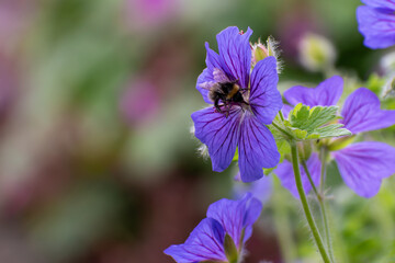 A bee feeding from a purple flower