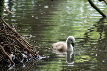 Small grey baby swan (cygnet) swimming on water