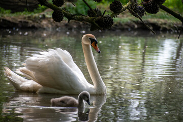 Large mute swan with a small cygnet in front 