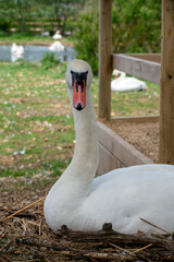 Adult mute swan looking diretly at the camera