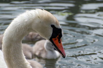 Adult mute swan close up