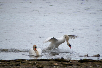 Adult mute swan coming into landing on water
