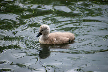 Small grey baby swan (cygnet) swimming on water