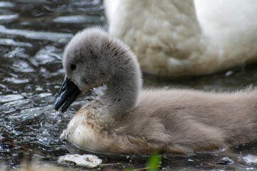Small grey baby swan (cygnet) swimming on water