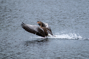 A goose coming into landing on water