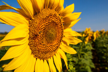 Naklejka premium Campo di girasoli