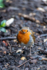 A small robin on the ground