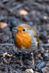A small robin on the ground