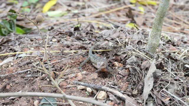 A big-bellied chameleon is digging the ground to lay eggs.