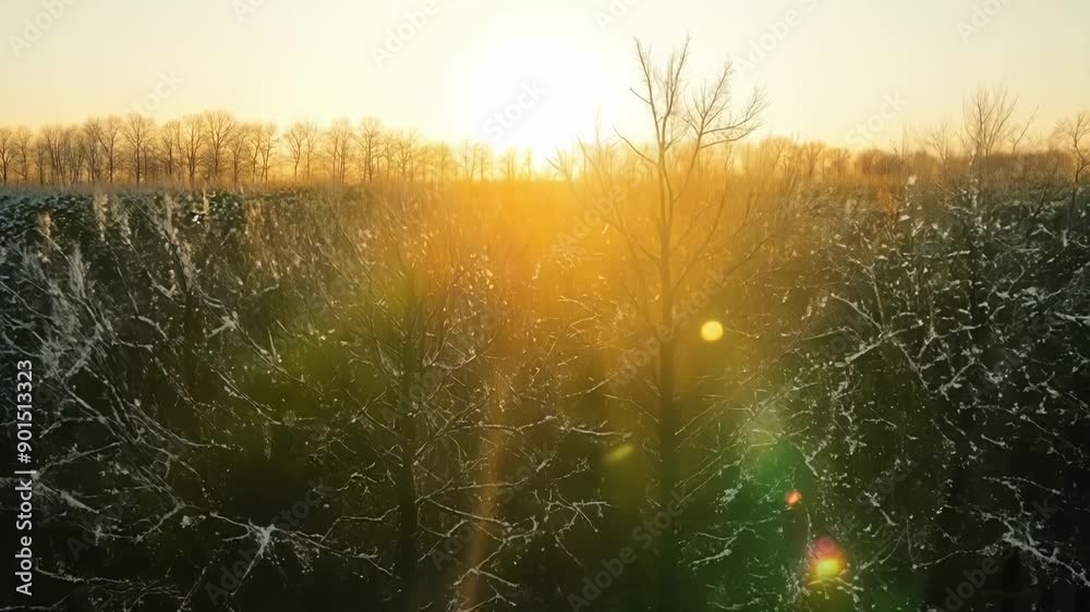 Poster As the sun rises the frozen trees begin to come to life their branches seemingly reaching towards the warm light in a beautiful display of natures resilience.