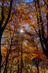 紅葉台の秋の景色