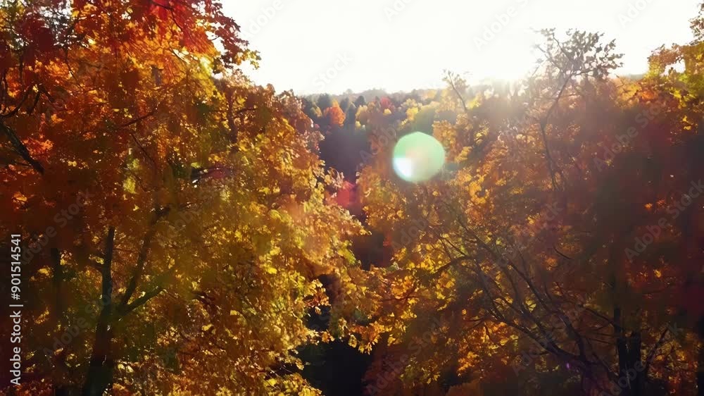 Poster The canopies of an autumn forest create a breathtaking mosaic of colors a true feast for the eyes.