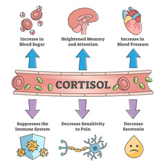 Cortisol hormone increased or decreased level symptom scheme outline concept, transparent background. Educational labeled medical explanation with most common symptoms diagram illustration. © VectorMine