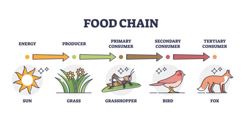 Food chain and animal classification by eating type outline diagram, transparent background. Labeled educational mammals, plant or insects division by producer, primary, secondary.
