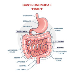 Gastronomical tract and digestive system isolated structure outline diagram, transparent background.Labeled educational human stomach with medical titles illustration.