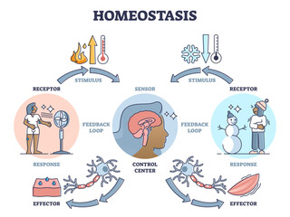 Homeostasis as biological state with temperature regulation outline diagram, transparent background. Educational labeled scheme with stimulus, sensor and effectors illustration.