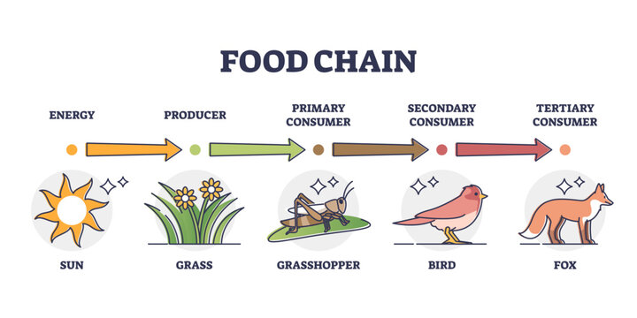 Food chain and animal classification by eating type outline diagram, transparent background. Labeled educational mammals, plant or insects division by producer, primary, secondary.