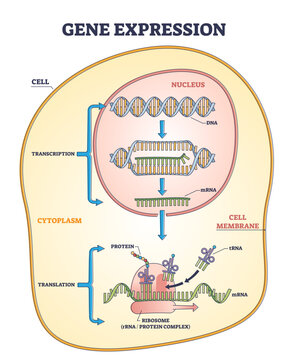Gene expression process for product synthesis formation outline diagram, transparent background. Labeled educational inner cellular structure.
