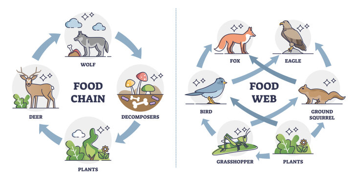 Food chain vs Food web as ecosystem feeding classification outline diagram, transparent background. Labeled educational comparison with animal, plants.