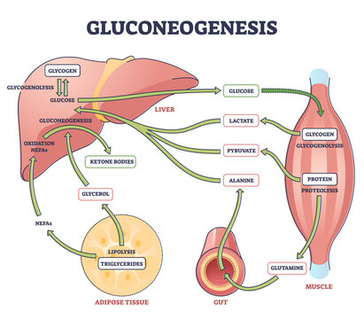 Gluconeogenesis GNG metabolic pathway for glucose generation outline diagram, transparent background. Labeled educational scheme with liver, muscle.