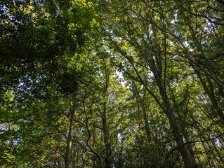 Obraz premium Tree canopy in a British deciduous woodland
