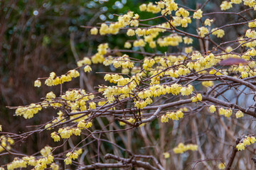 満開のロウバイの花