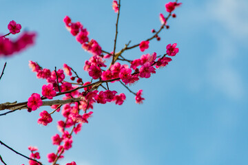 青空に映える紅梅
