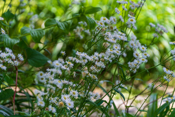 ヒメジョオンの花畑