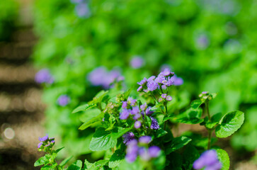 鮮やかな緑と紫のコントラスト