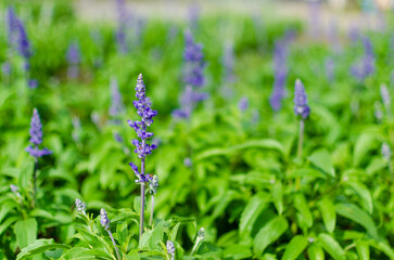 美しいブルーサルビアの穏やかな風景