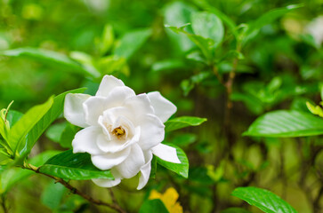 白いクチナシの花