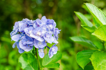 青いアジサイと緑の葉