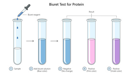 biuret test for protein, showing step-by-step procedure and results indicating positive and negative outcomes diagram hand drawn schematic raster illustration. Medical science educational illustration