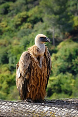 Vulture is perched on a fence, a forest background