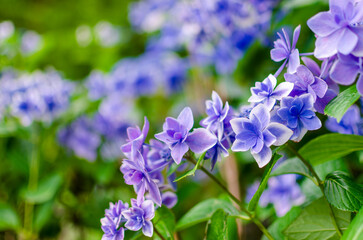 Fototapeta premium 青紫の紫陽花のクローズアップ