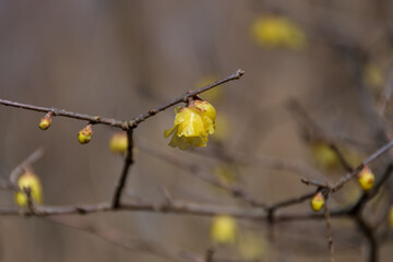 ロウバイの冬景色