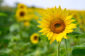 Nahaufnahme einer blühenden Sonnenblume