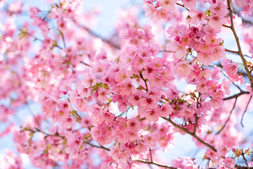 Closed up background of pink color flower sakura (cherry) blossom