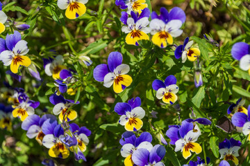 鮮やかな色彩のパンジーの花