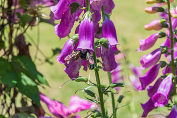 紫の花と訪れる蜂